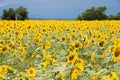 Bright yellow sunflower field on a dark blue sky background Royalty Free Stock Photo