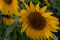 Bright Yellow Sunflower in Field