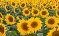 Bright Yellow Sunflower in Field