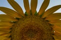 Bright Yellow Sunflower in Field