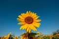 Bright yellow sunflower flower in an agricultural field against a blue sky Royalty Free Stock Photo