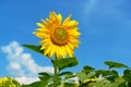 Bright yellow sunflower flower on blue sky background. Royalty Free Stock Photo