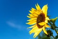 Bright yellow sunflower flower in a field against a blue sky Royalty Free Stock Photo