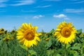 Bright yellow sunflower flower in a field against a blue sky Royalty Free Stock Photo