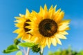 Bright yellow sunflower flower in a field against a blue sky Royalty Free Stock Photo