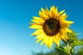 Bright yellow sunflower flower in a field against a blue sky Royalty Free Stock Photo