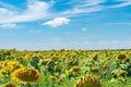 Bright yellow sunflower flower in a field against a blue sky Royalty Free Stock Photo
