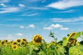 Bright yellow sunflower flower in a field against a blue sky Royalty Free Stock Photo