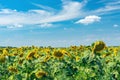 Bright yellow sunflower flower in a field against a blue sky Royalty Free Stock Photo