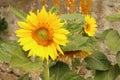 Bright yellow Sunflower flower in a garden with bees