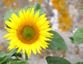 Bright yellow Sunflower flower in a garden