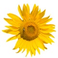 Bright yellow sunflower isolated on a white background Royalty Free Stock Photo