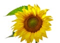 Bright yellow flower of a sunflower against the blue sky. Sunflowers sun flowers Royalty Free Stock Photo