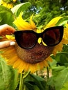 bright yellow sunflower flower in sunglasses, abstraction of a woman\'s face Royalty Free Stock Photo