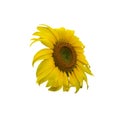 A bright yellow sunflower with a green center isolated on a white background Royalty Free Stock Photo