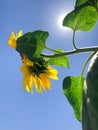 Bright, yellow Sunflower with green leaves against blue clear sky Royalty Free Stock Photo