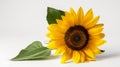 Bright yellow sunflower with green leaves on a white background Royalty Free Stock Photo