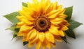 Bright Yellow Sunflower With Green Leaves on White Background Royalty Free Stock Photo
