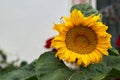 Bright yellow sunflower on green sunny background