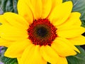 Bright Yellow Sunflower Growing in garden