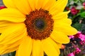 Bright Yellow Sunflower Growing in garden