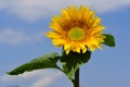 A bright yellow sunflower grows against a blue sky with clouds Royalty Free Stock Photo