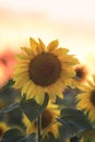 Bright yellow sunflower grows in a field in the village