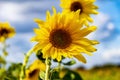 A bright yellow sunflower Helianthus annuus against a blue sky Royalty Free Stock Photo