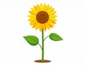 Bright Sunflower Isolated on White Background Royalty Free Stock Photo