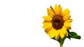 A Bright Yellow Sunflower, Isolated White Background Royalty Free Stock Photo