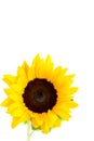 Yellow Sunflower Macro Photo. Background. Summer Concept Royalty Free Stock Photo