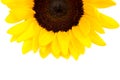 Yellow Sunflower Macro Photo. Background. Summer Concept Royalty Free Stock Photo
