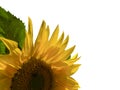 Bright yellow sunflower isolated on white. Royalty Free Stock Photo