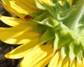 A bright yellow sunflower and a ladybug in summer Royalty Free Stock Photo