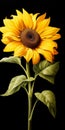 Realistic Sunflower Painting On Black Background