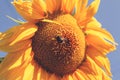 Bright yellow sunflower over blue sky. Royalty Free Stock Photo