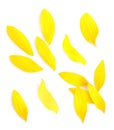 Bright yellow sunflower petals on white background, top view Royalty Free Stock Photo