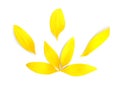 Bright yellow sunflower petals on white background, top view Royalty Free Stock Photo