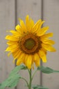 Yellow sunflower with brown background