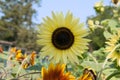 Bright Yellow Sunflower in a Sunny Summer Day. Royalty Free Stock Photo