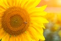 bright yellow sunflower