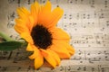 Bright Yellow Sunflower with Water Droplets on Upper Petals and Black Center With Green Leaves Rests on a Sheet of Classical Music Royalty Free Stock Photo