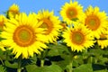Bright yellow sunflowers