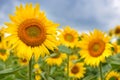 Bright yellow sunflowers against a background of blue sky Royalty Free Stock Photo