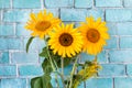 Bright yellow sunflowers against a blue brick wall, bright background, copy Royalty Free Stock Photo
