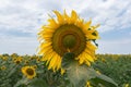 Bright yellow sunflowers against a blue sky with clouds. Field of sunflowers on a summer day Royalty Free Stock Photo