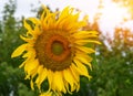 Bright yellow sunflowers against a blue sky with clouds. Field of sunflowers on a summer day Royalty Free Stock Photo