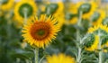 Bright yellow sunflowers against a blue sky with clouds. Field of sunflowers on a summer day Royalty Free Stock Photo