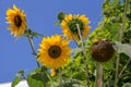 Bright yellow sunflowers and blue sky Royalty Free Stock Photo