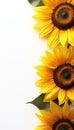 Bright Yellow Sunflowers Border on White Background, Copy Space for Text, Banners, Posters Royalty Free Stock Photo